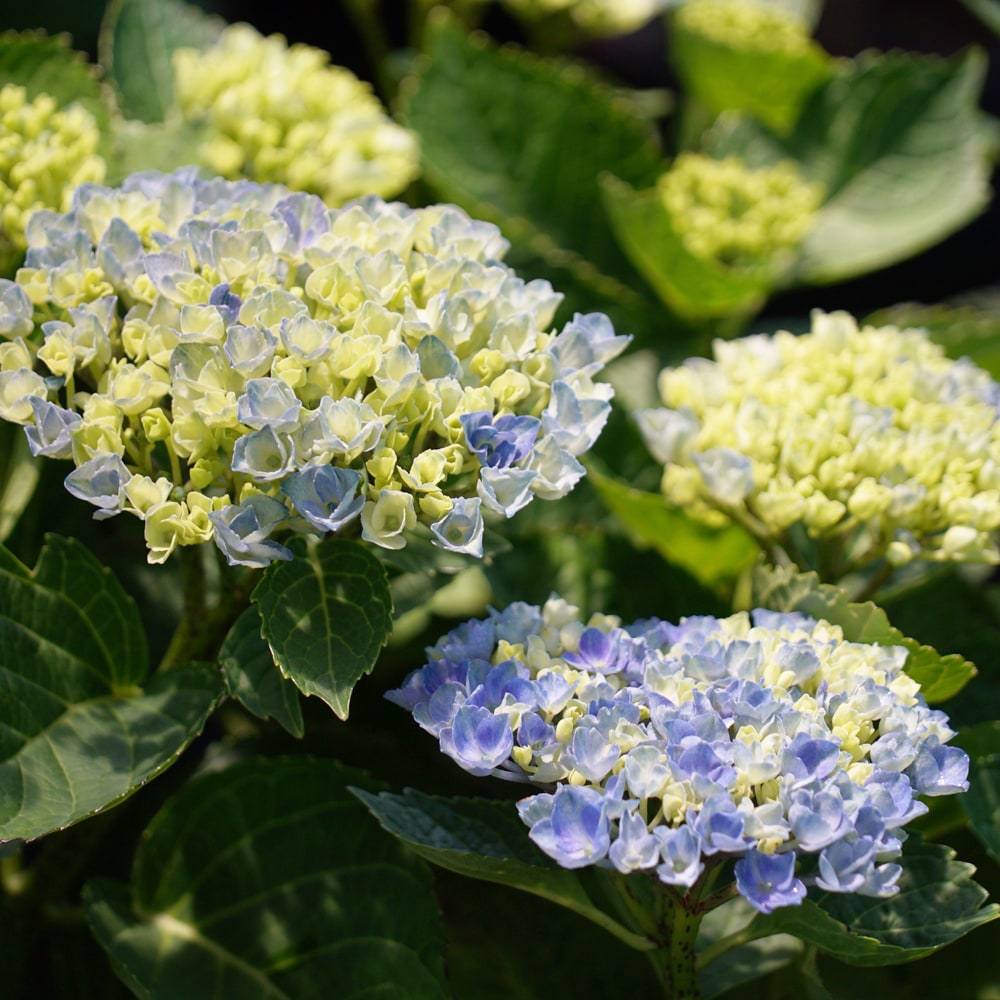 アジサイ マジカル レボリューション 3