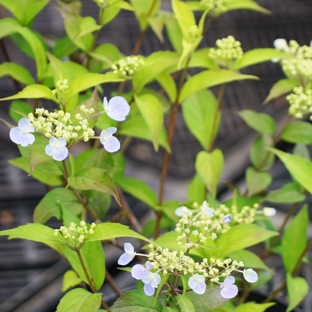 アジサイ 瀬戸の月 2