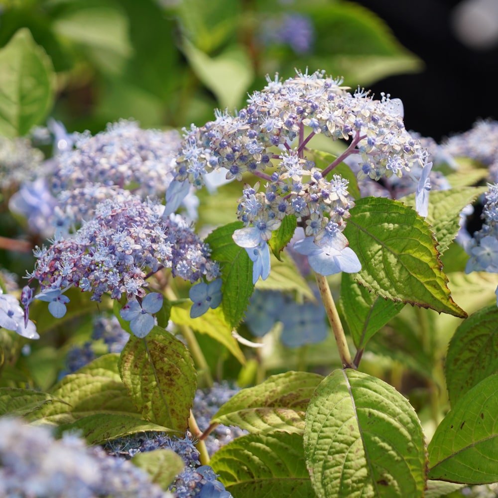 アジサイ 瀬戸の月 3