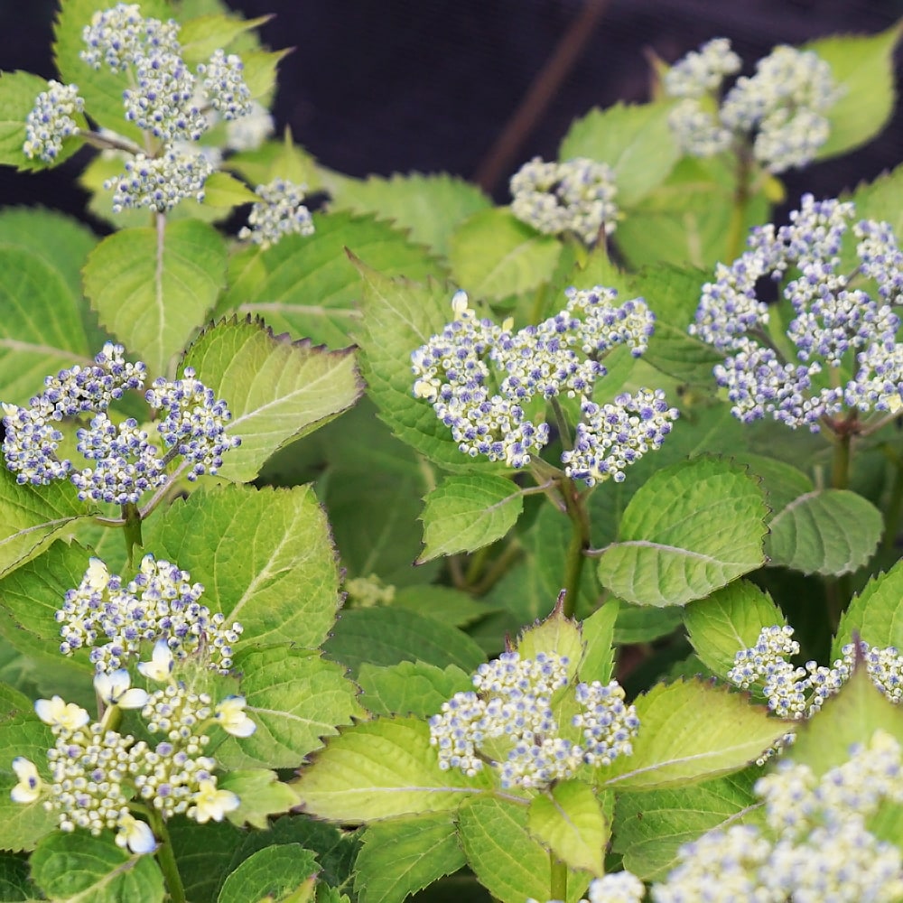 アジサイ 海峡 3