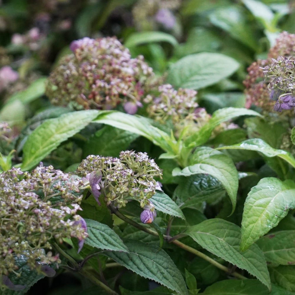 アジサイ 横浪の月 2