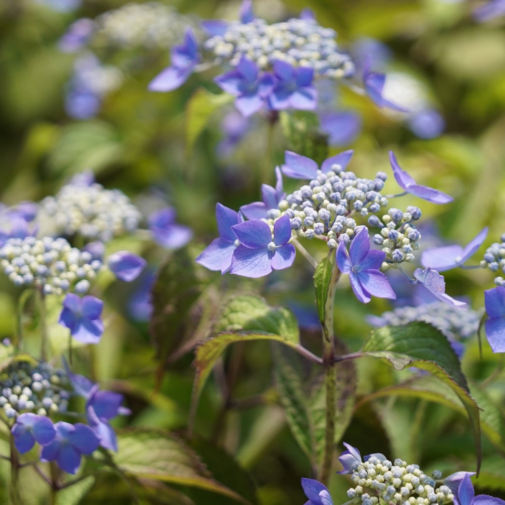 アジサイ 豊姫 1