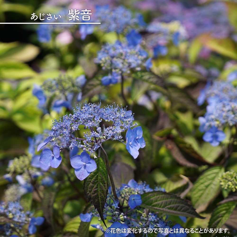 ヤマアジサイ 紫音 苗 販売 苗木部 By 花ひろばオンライン