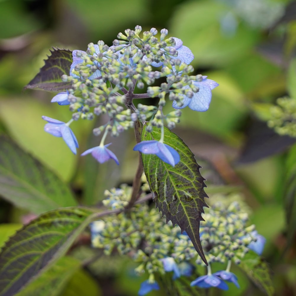 アジサイ 紫音 3