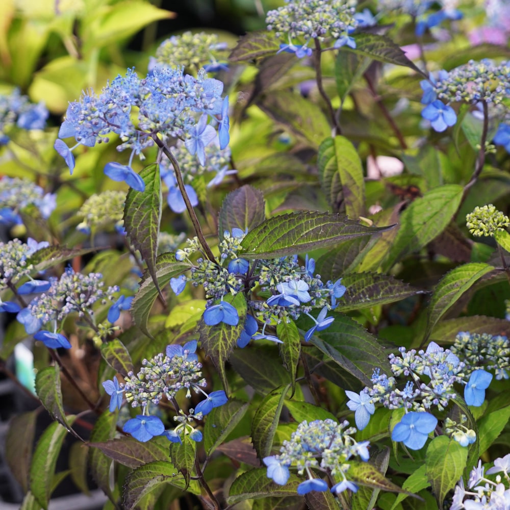 アジサイ 紫音 2