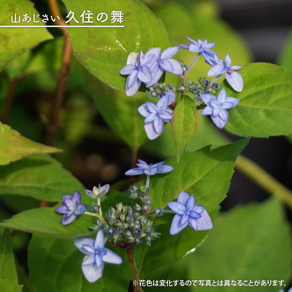 アジサイ 久住の舞 