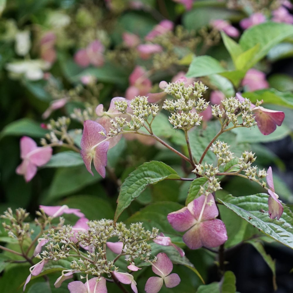 アジサイ 富士の峰 2