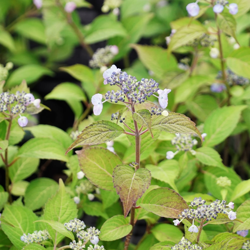 アジサイ 小町絞り 2