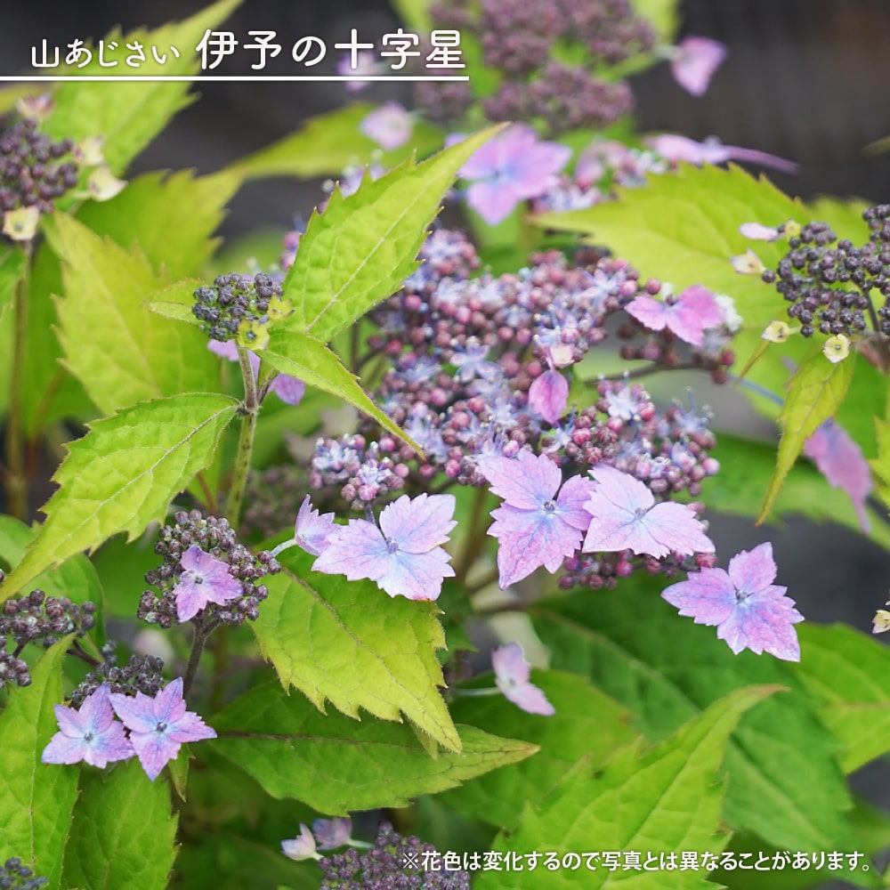 アジサイ 伊予の十字星 