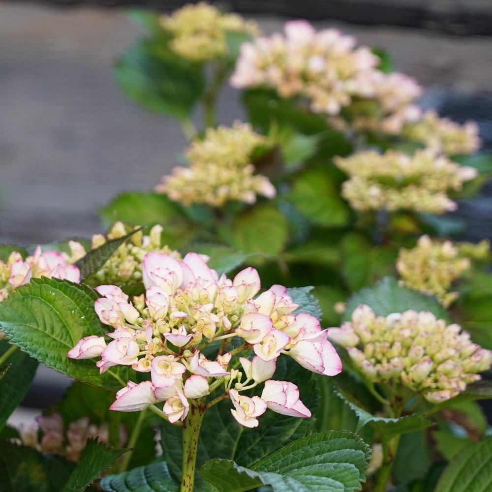 アジサイ ラ ベッラ 1