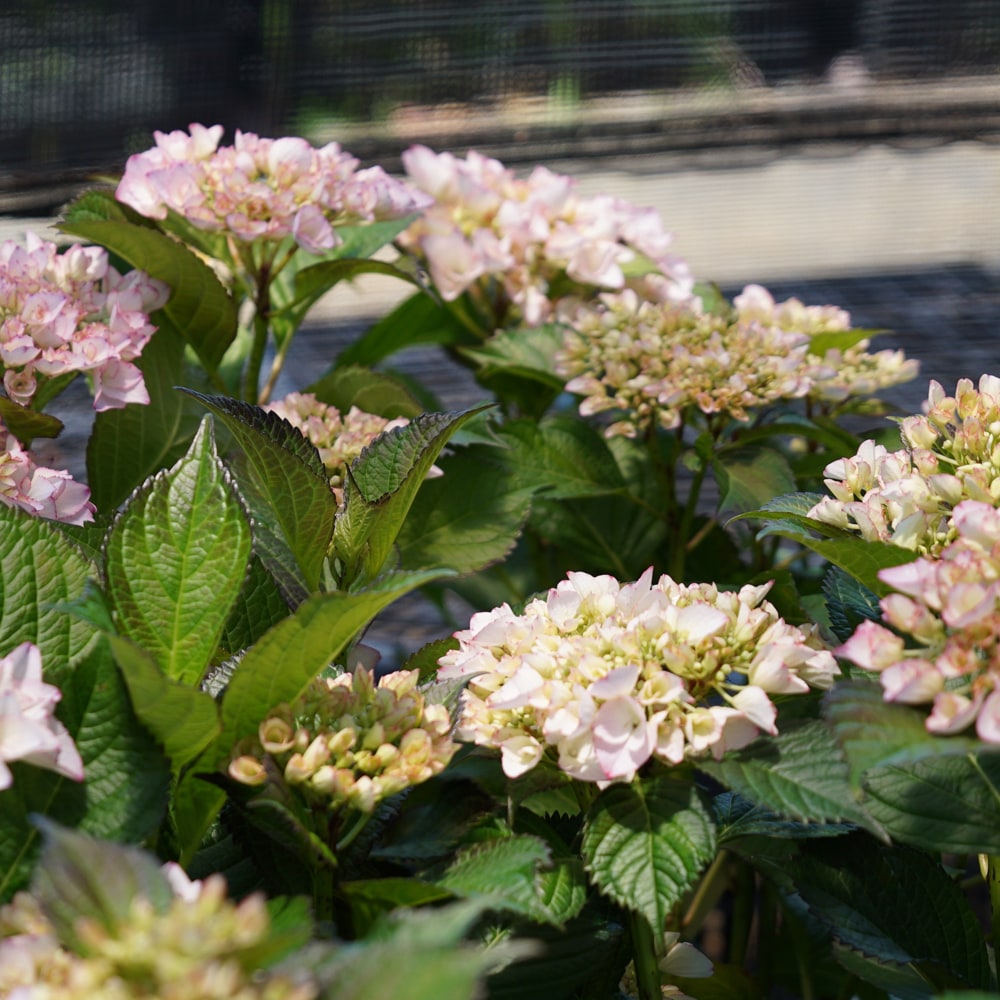 アジサイ ラ ベッラ 2