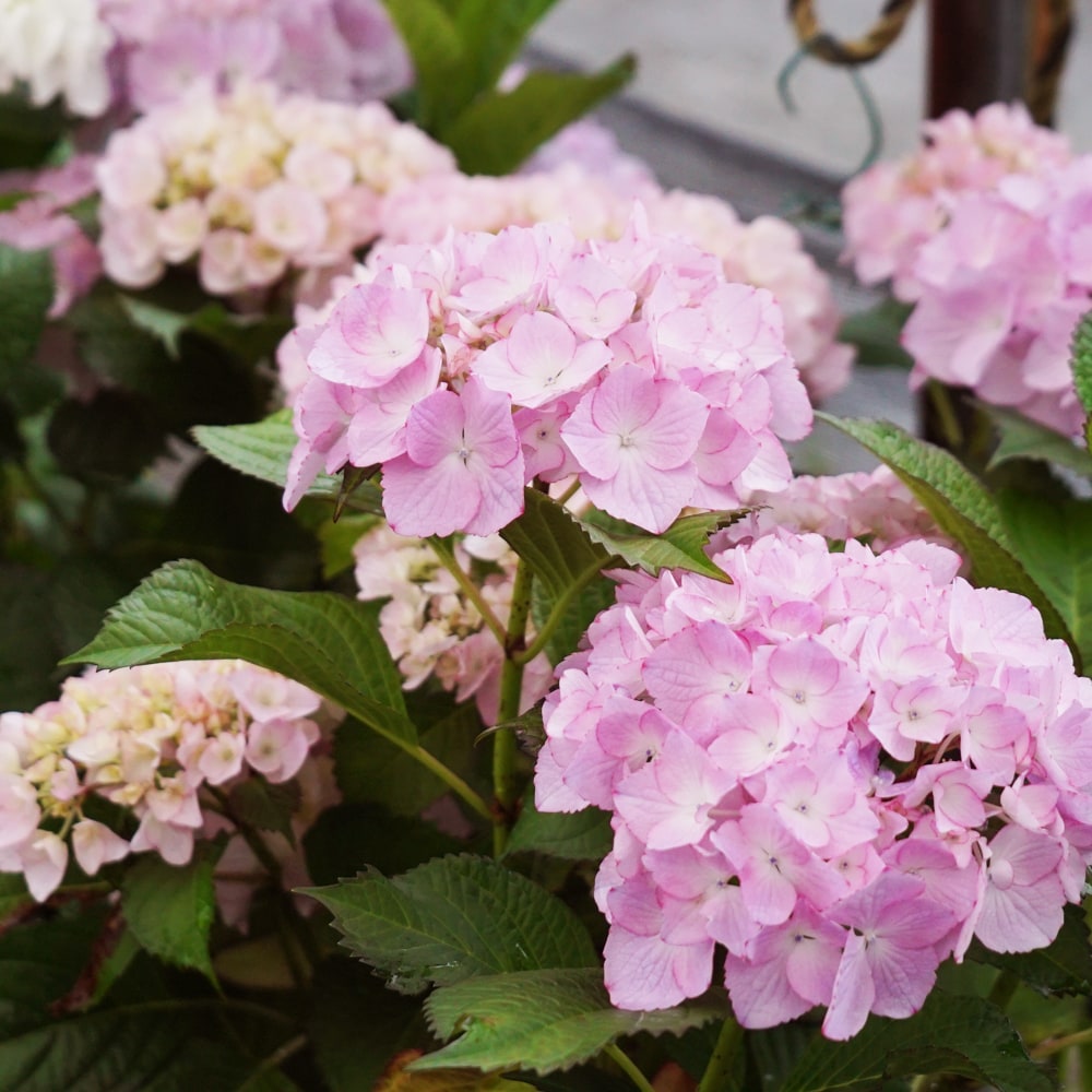 アジサイ ラ ベッラ 3