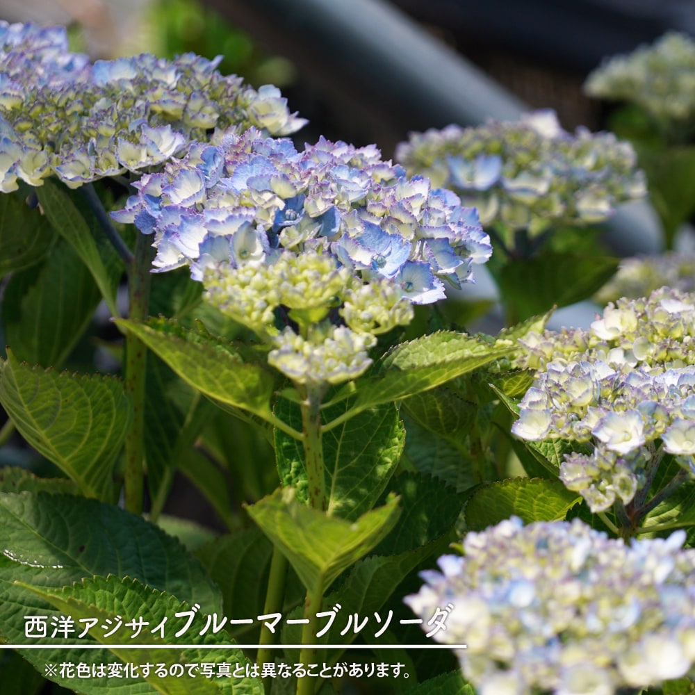 アジサイ ブルーマーブルソーダ 
