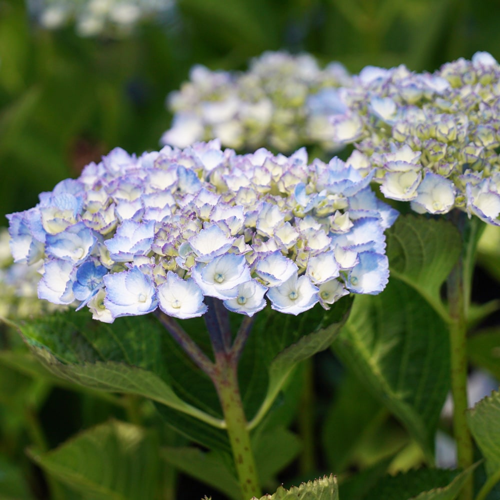 アジサイ ブルーマーブルソーダ 2