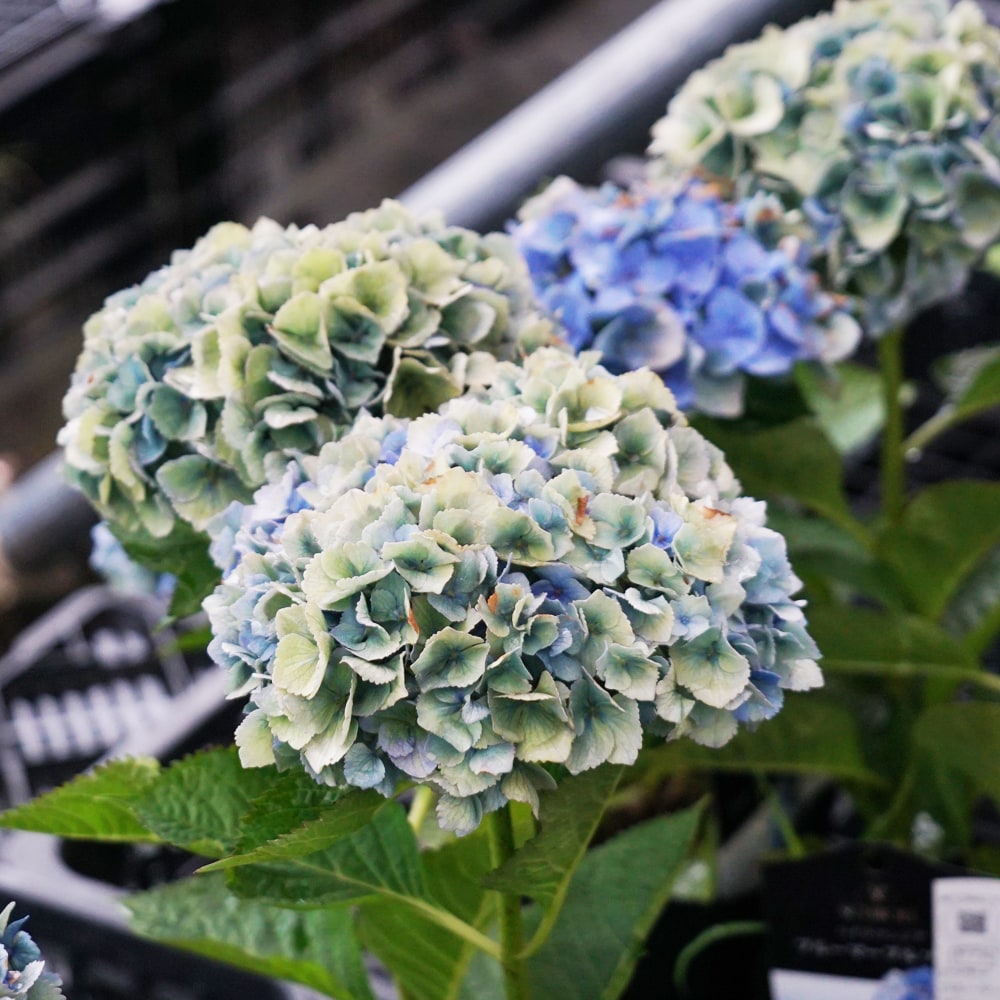 アジサイ ブルーマーブルソーダ 3