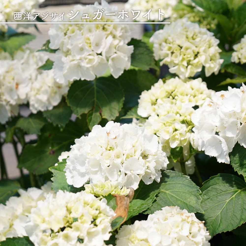 アジサイ シュガーホワイト 