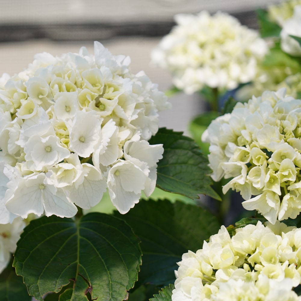 アジサイ シュガーホワイト 2