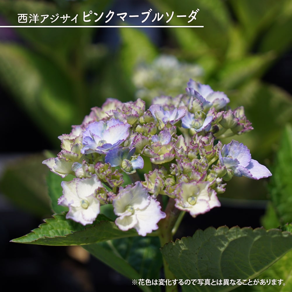 アジサイ ピンクマーブルソーダ 