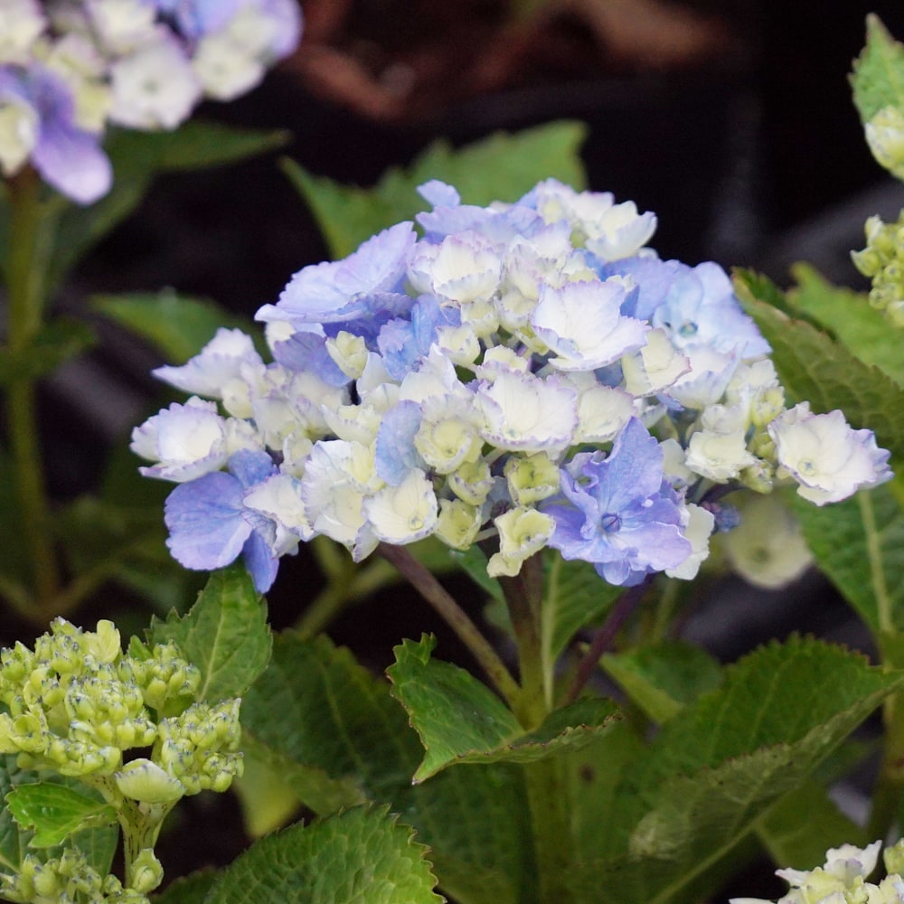 アジサイ ピンクマーブルソーダ 2