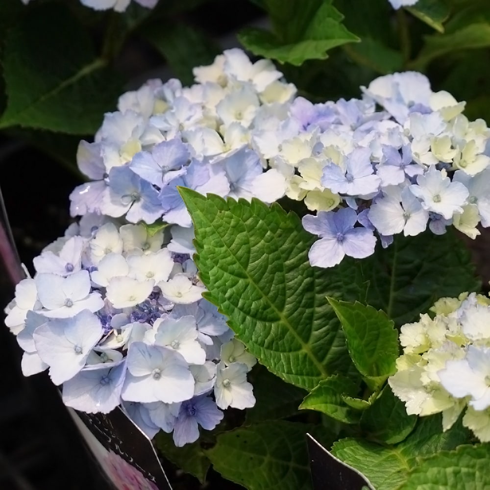 アジサイ ピンクマーブルソーダ 3