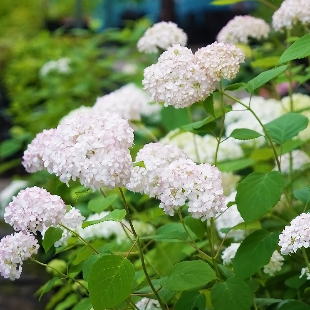 アジサイ ピンクアナベル ピンカーベル 苗 販売 苗木部 By 花ひろば