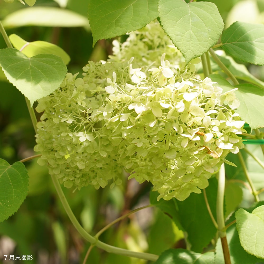 アジサイ ピンクアナベル ピンカーベル 苗 販売 苗木部 By 花ひろば