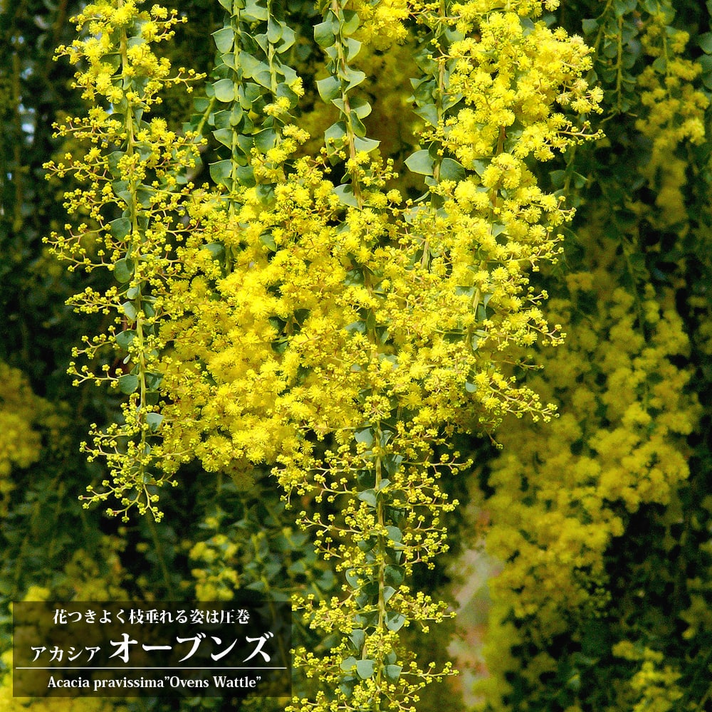 アカシア オーブンズ 