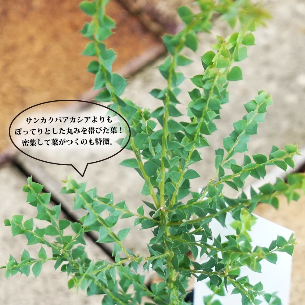 アカシア オーブンズ 2