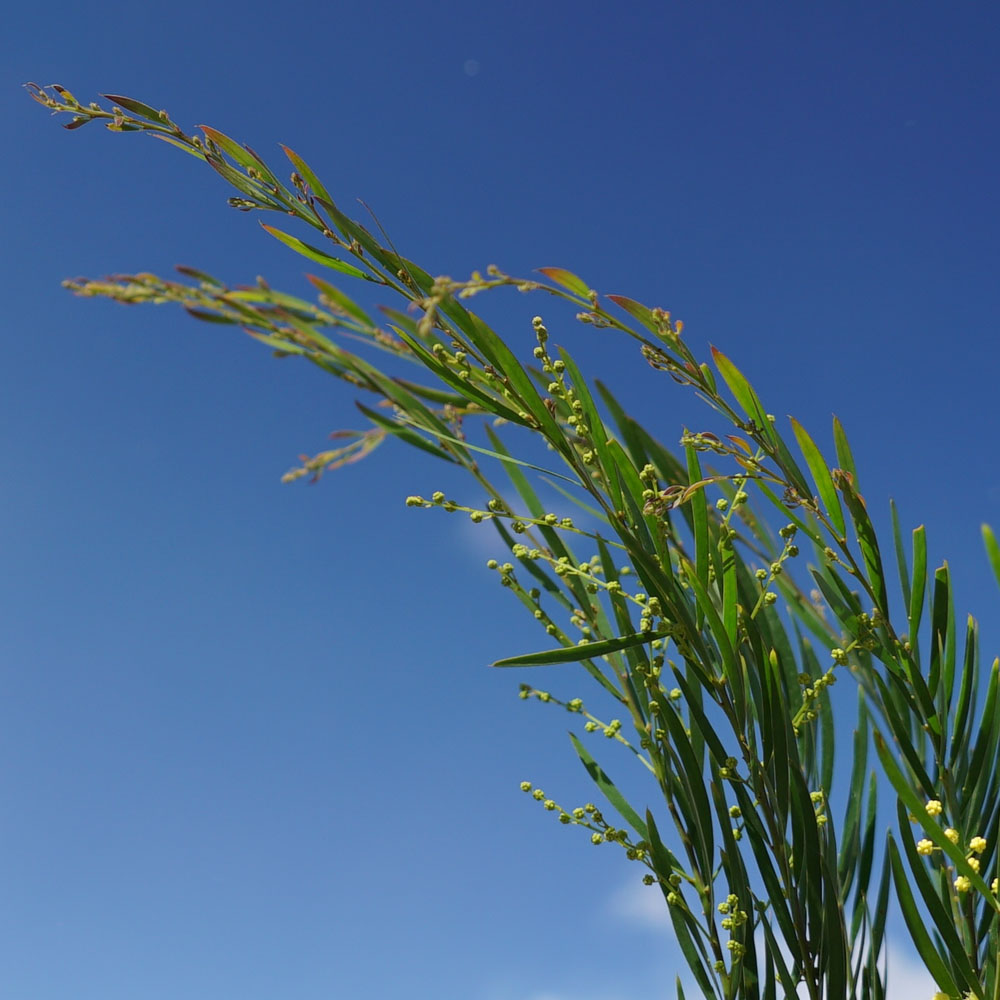 ブリスベーンアカシアの葉は細い葉です。