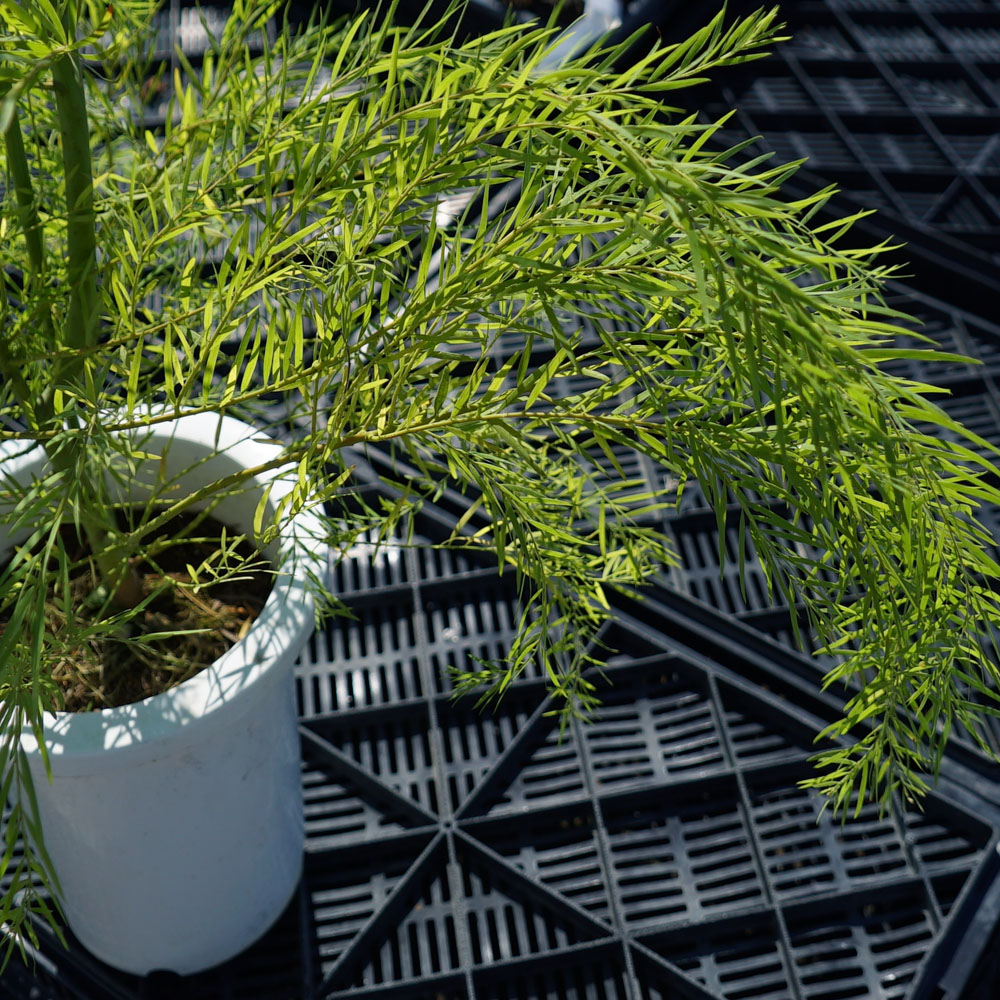 アカシア ブリスベーンアカシア 5