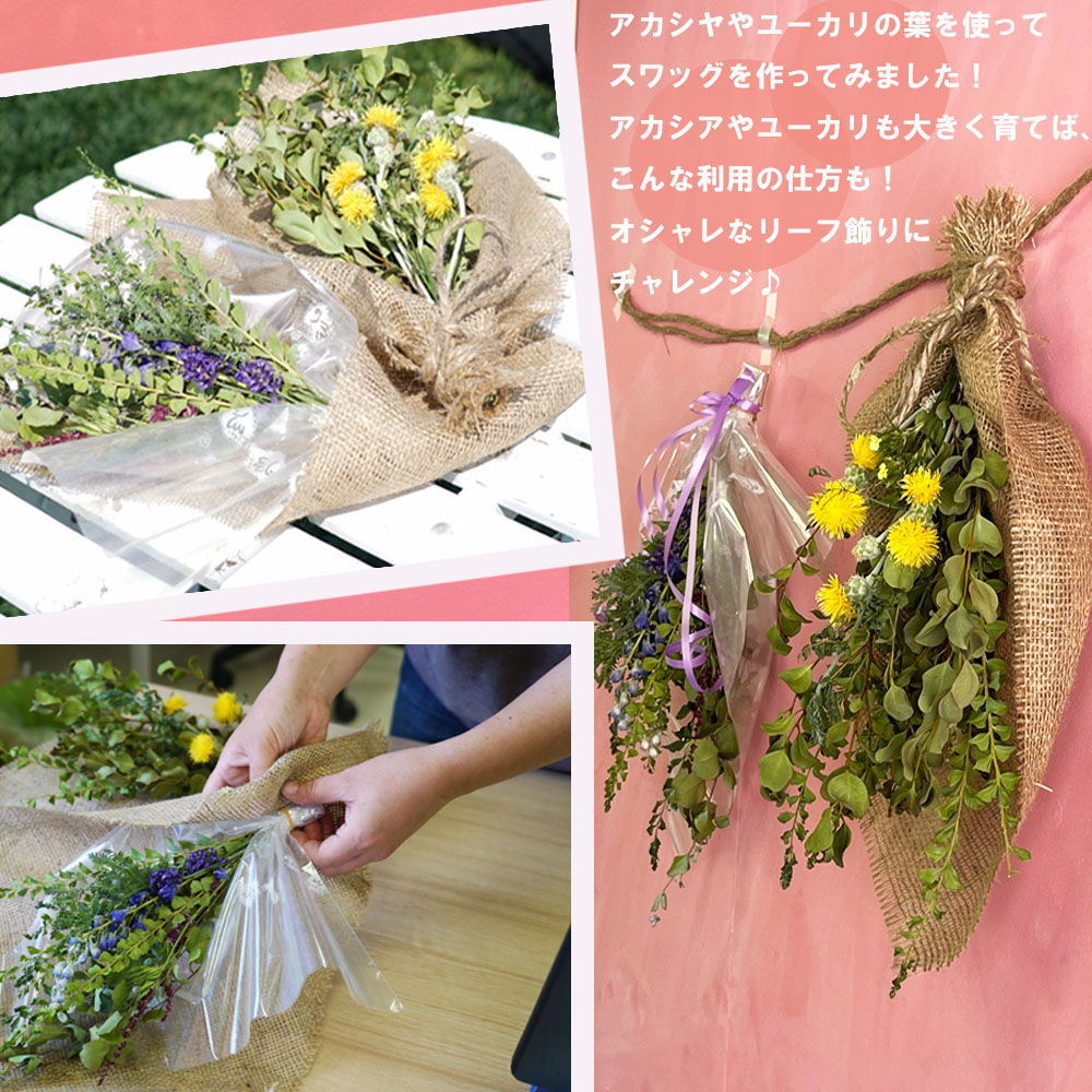 アカシア サンカクバアカシア 3