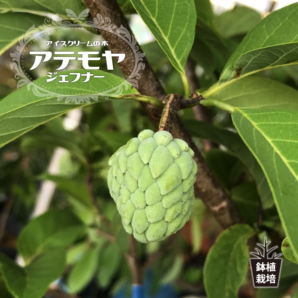 アテモヤ ジェフナー 