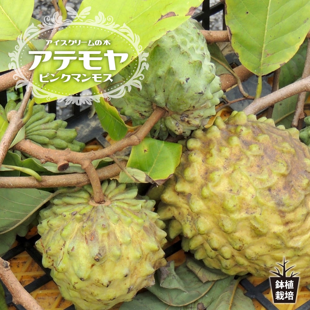 アテモヤ ピンクマンモス 2