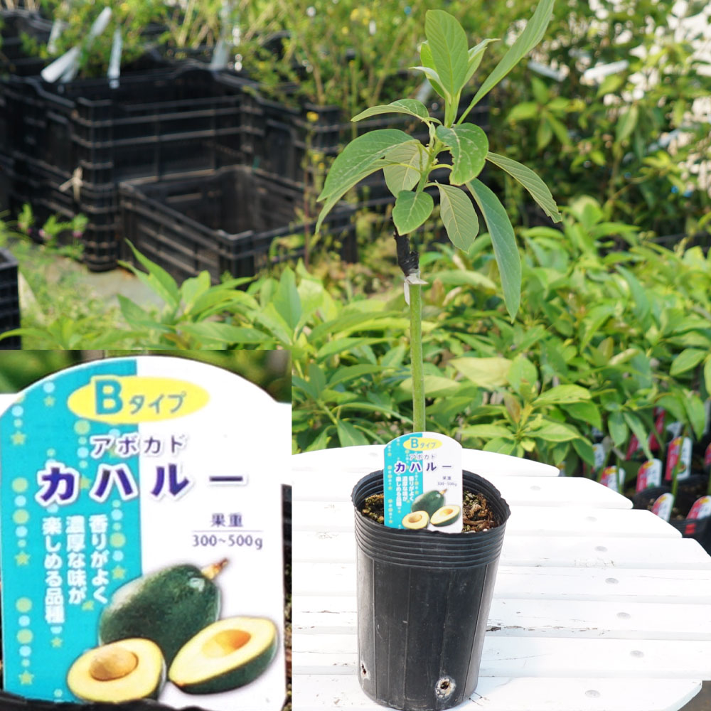 アボカド カハルー Bタイプの通販 苗木部 By 花ひろばオンライン