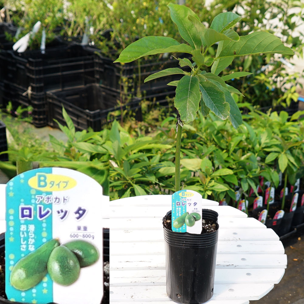 アボカド ロレッタ Bタイプの通販 苗木部 By 花ひろばオンライン