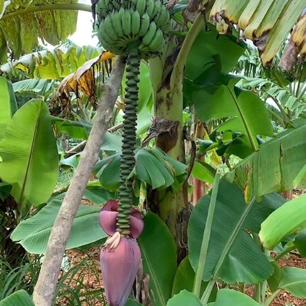 銀バナナ 苗 通販 苗木部 By 花ひろばオンライン