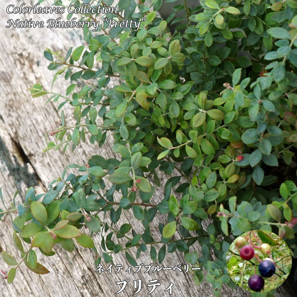 ブルーベリー プリティ 