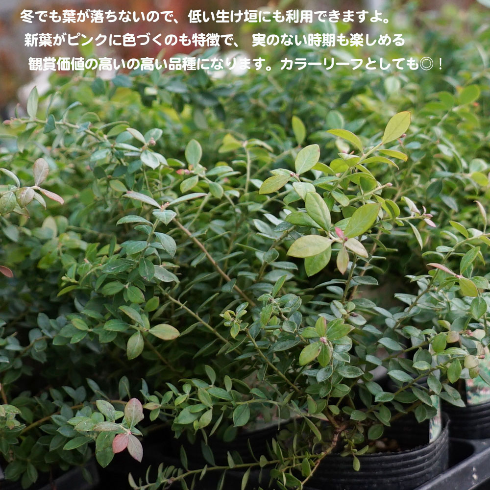 ブルーベリー プリティ 1