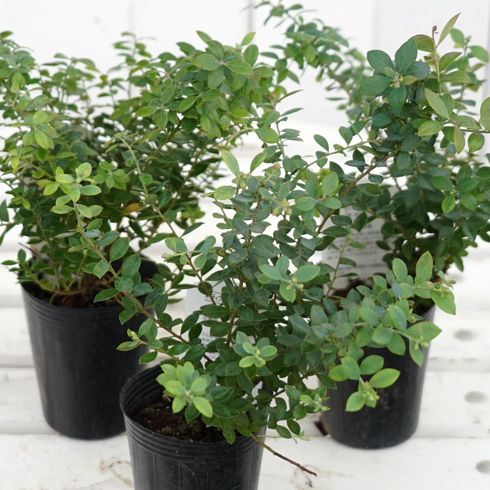 ブルーベリー プリティ 2