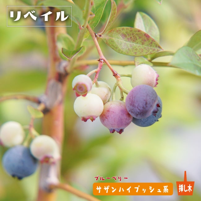 ブルーベリー リヴェイル 2