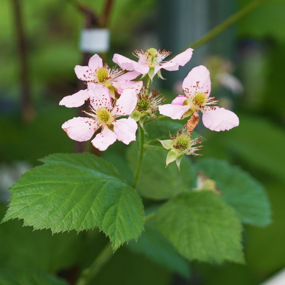 ブラックベリー ソーンフリー 1