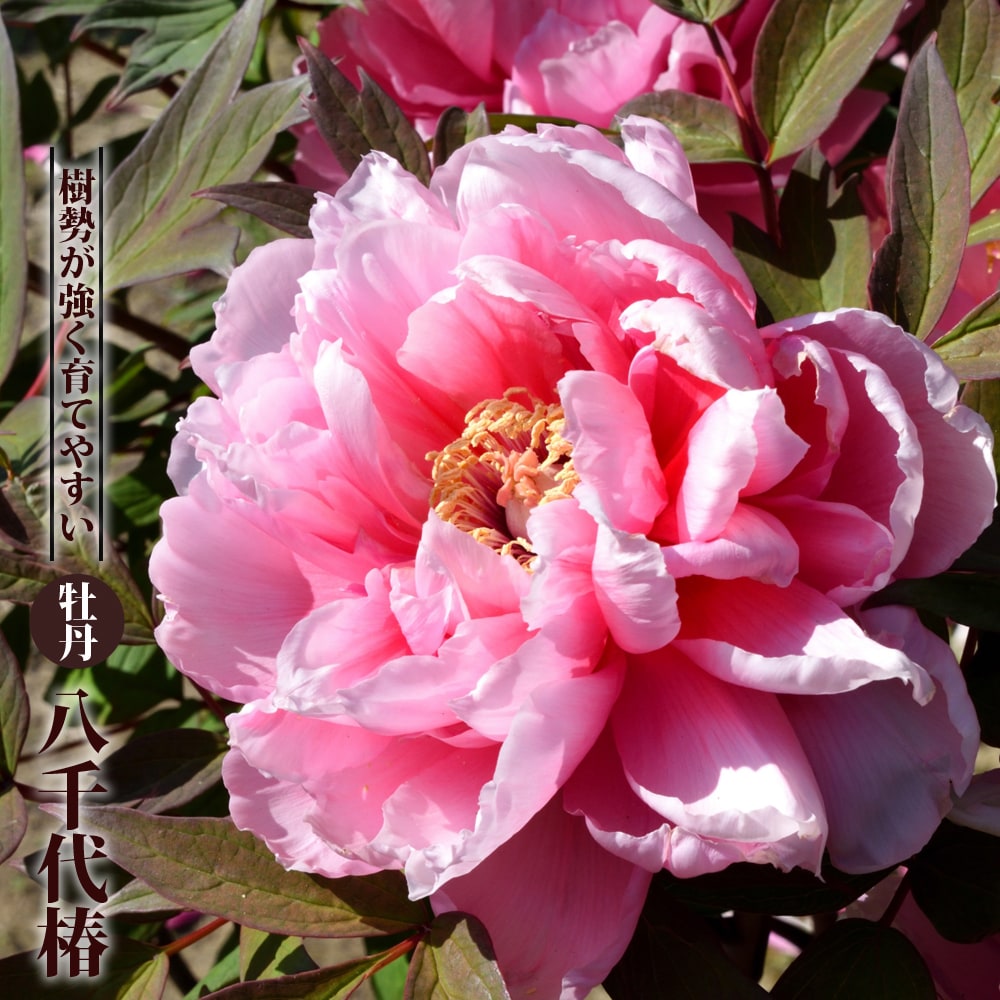 牡丹 八千代椿 