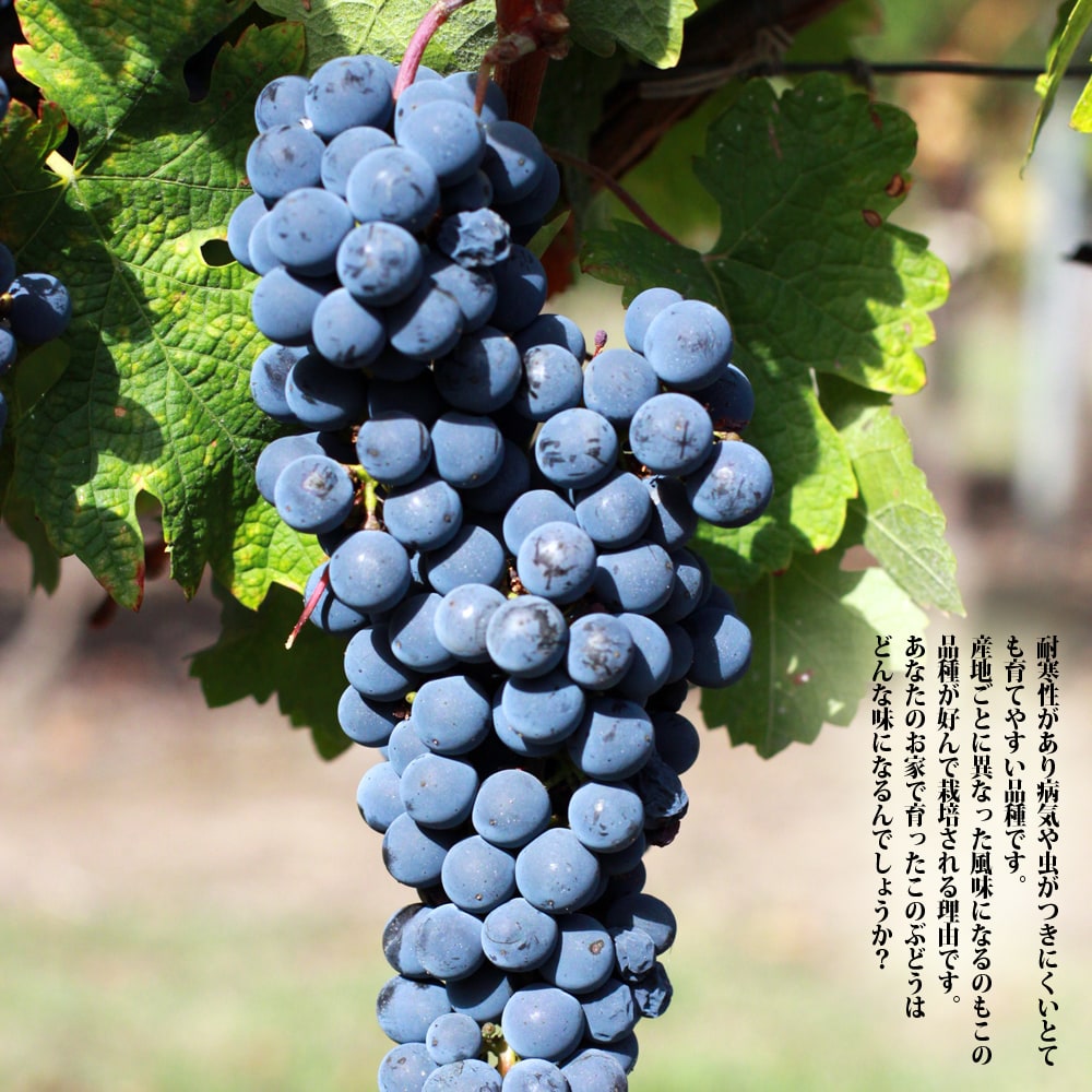 ブドウ 欧州系2倍体 カベルネソービニヨンの通販 苗木部 By 花ひろば