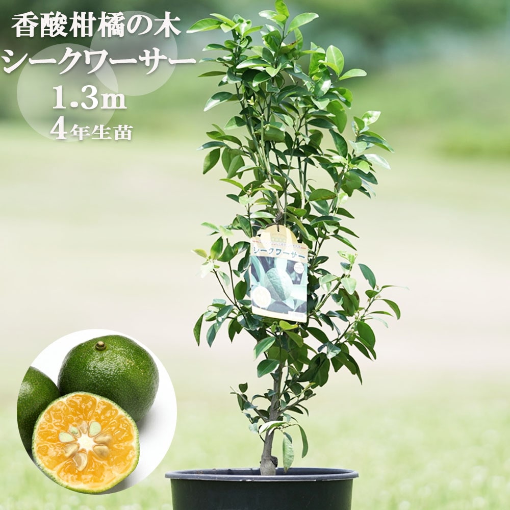 シークワーサーの木 柑橘 亜熱帯性柑橘 シークワーサー 苗 植え時期 苗木部 By 花ひろば