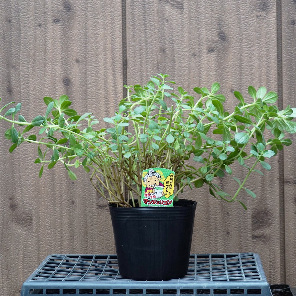 マンジェリコン ポルトジンユ 苗 通販 苗木部 By 花ひろばオンライン