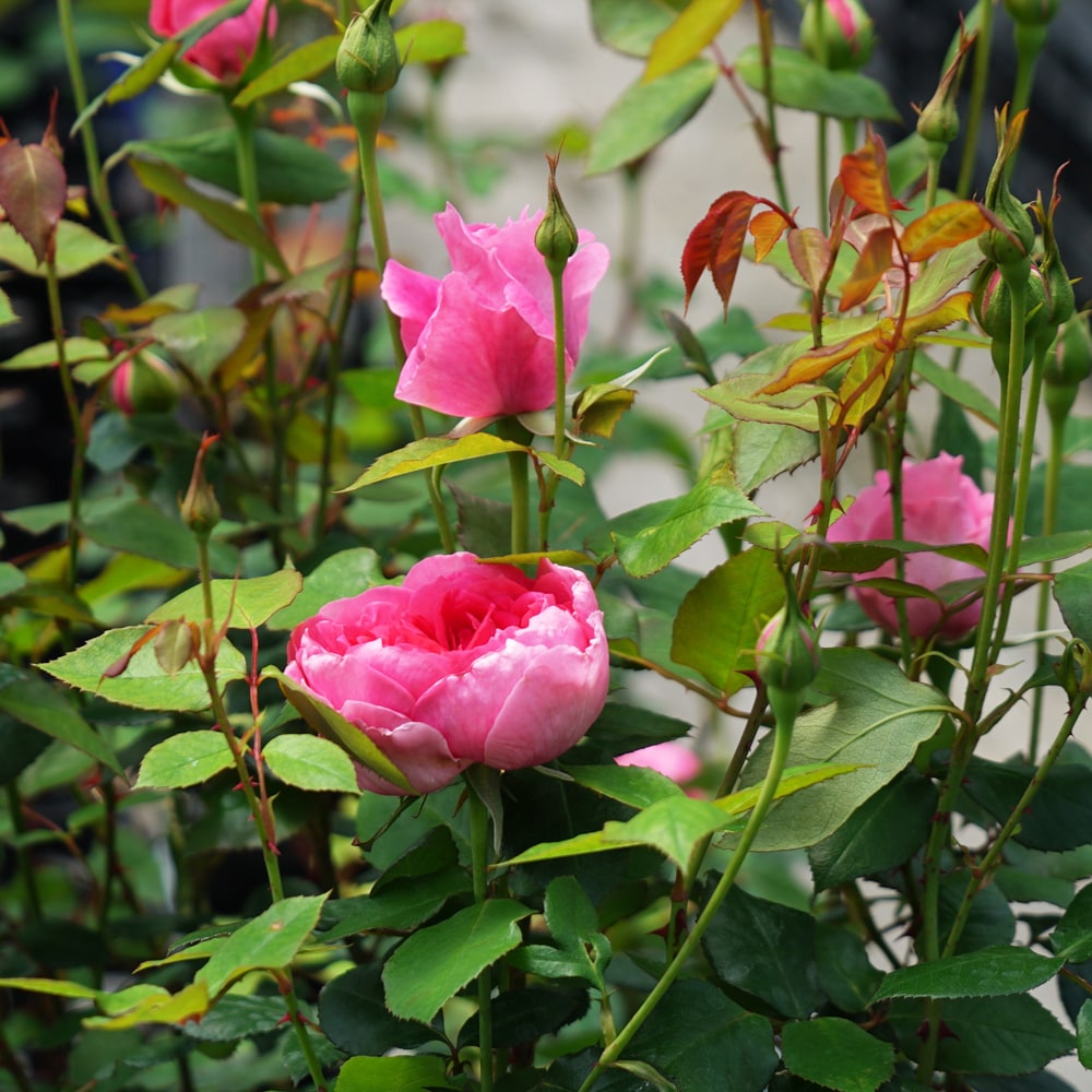 バラ パレード 2