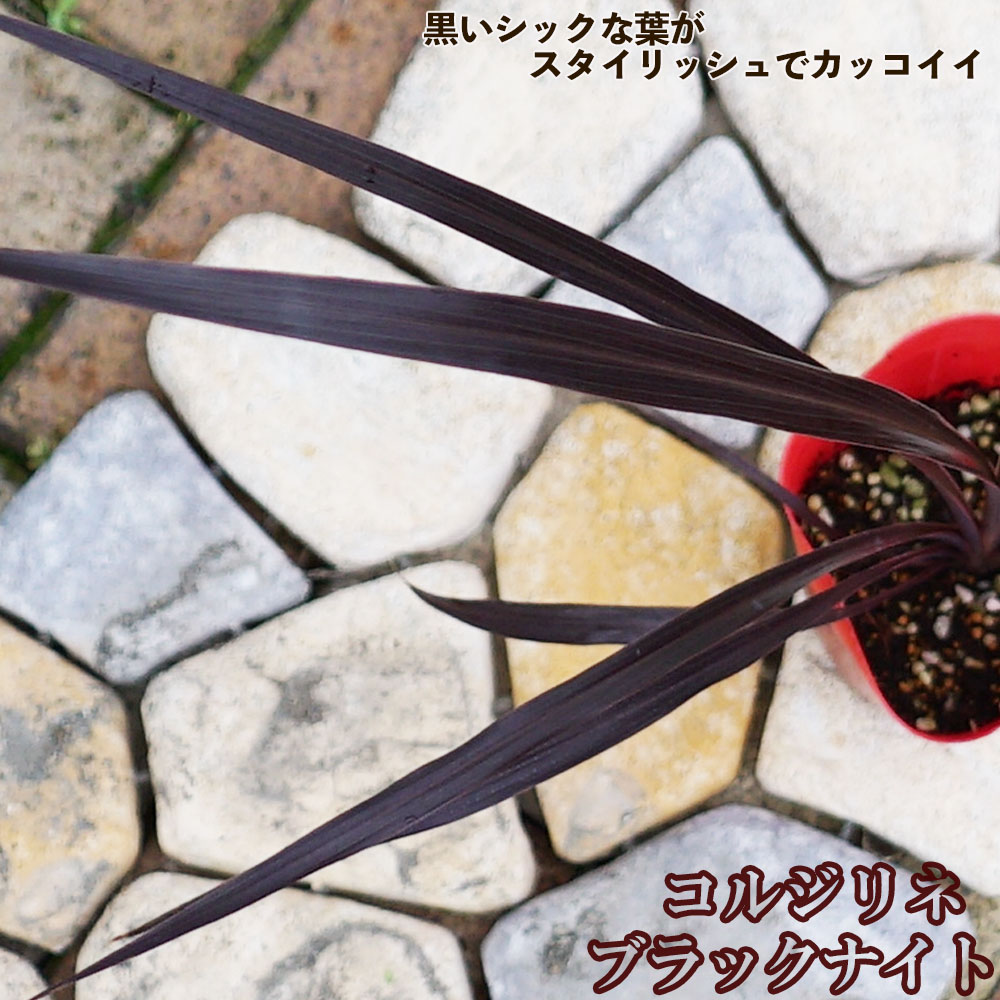  ブラックナイト 