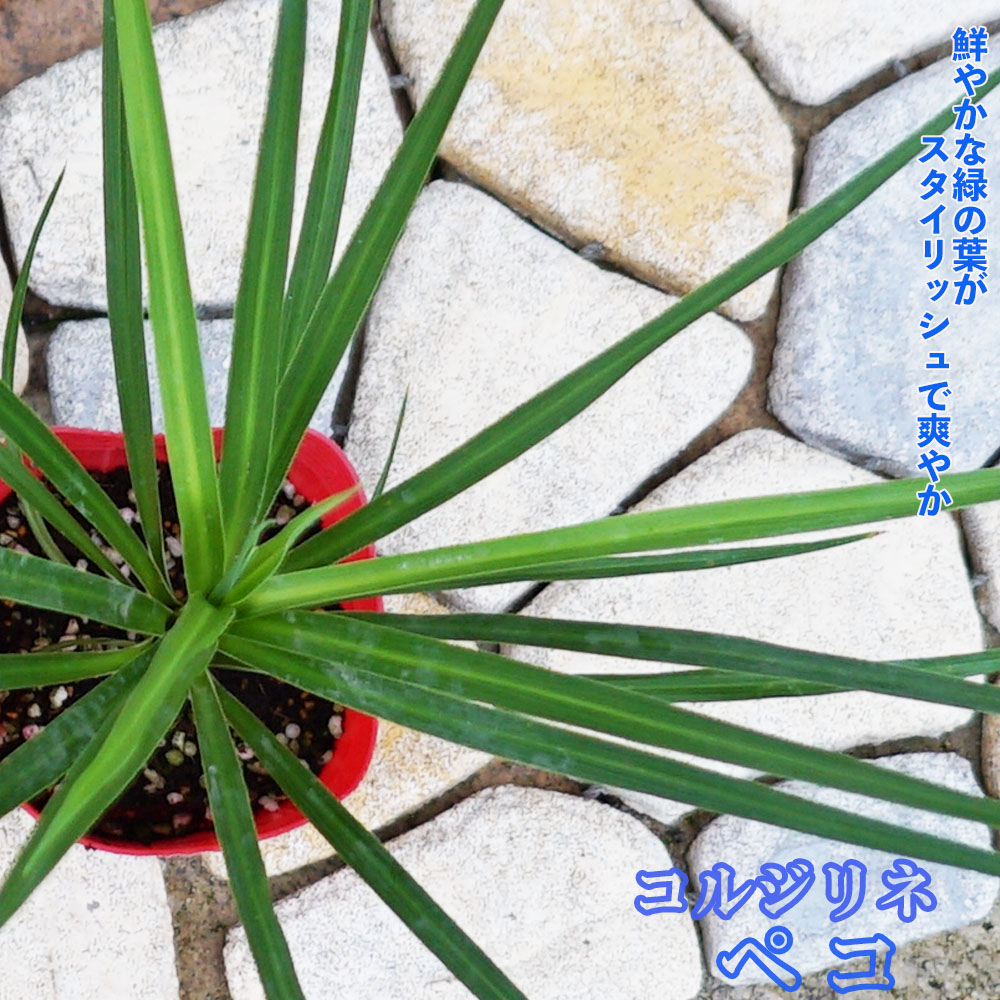 コルジリネ オーストラリス 