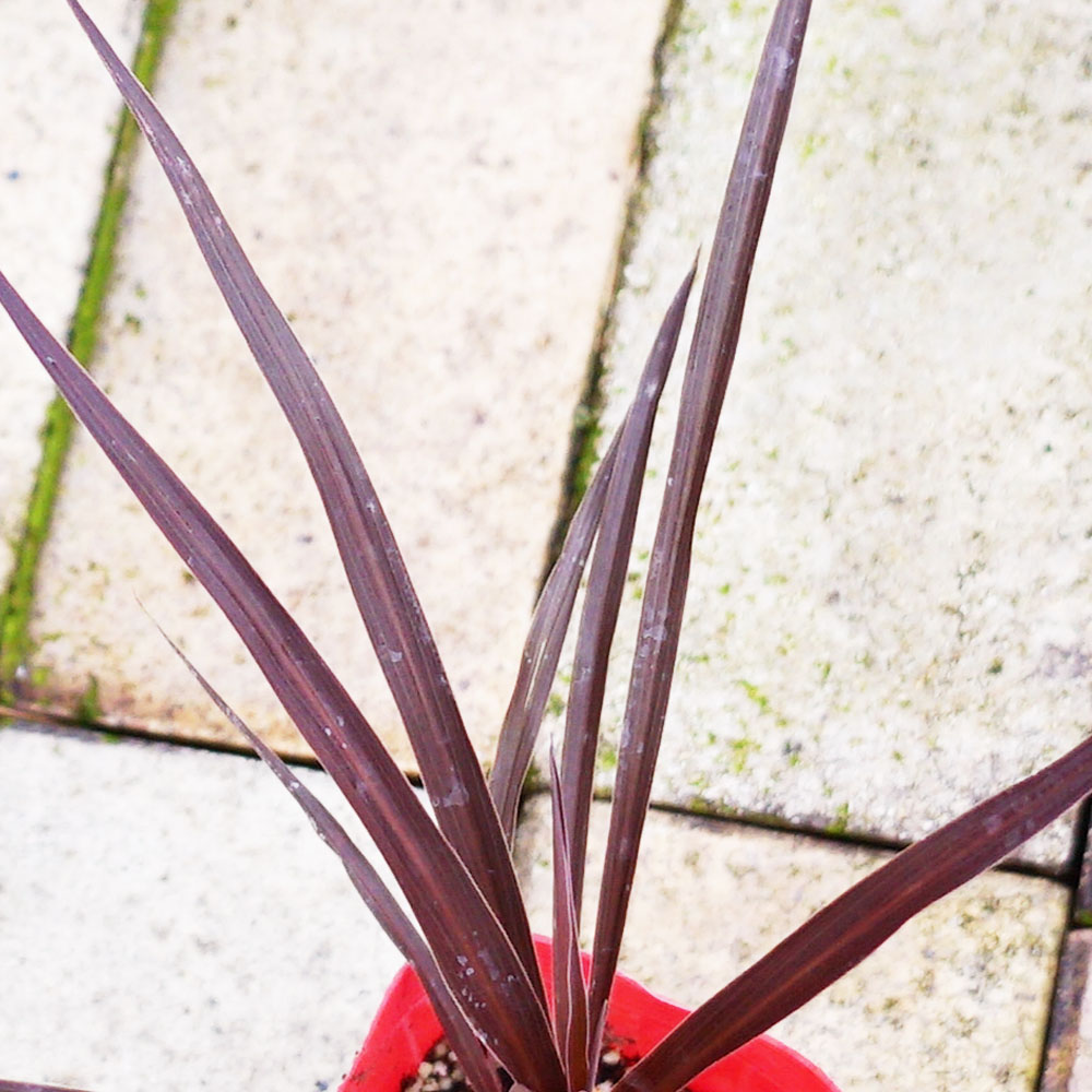 コルジリネ レッドスター 2