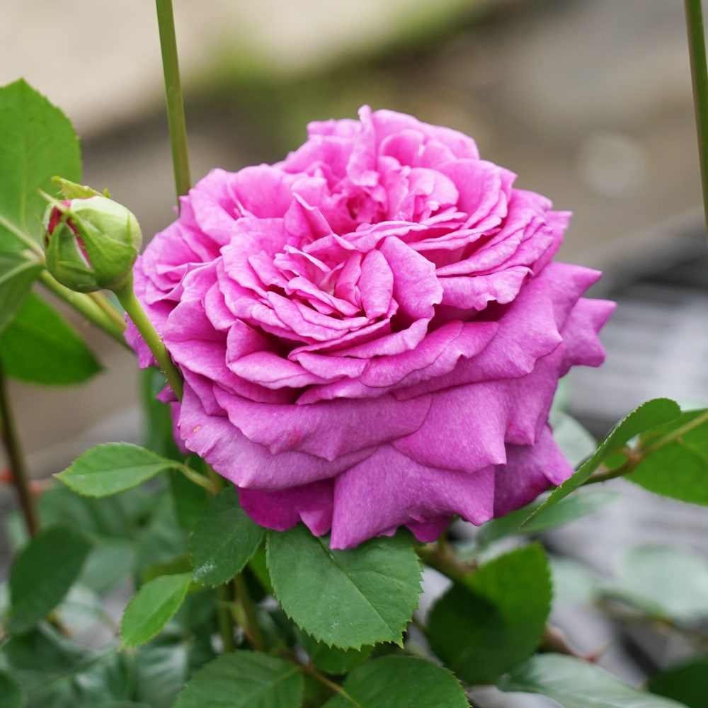 バラ シャルトルーズドゥパルム 3